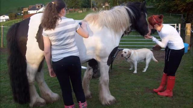 One Girl... One Horse. смотреть онлайн