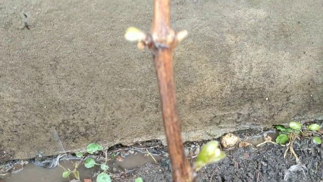 ПРОДАЖА САЖЕНЦЕВ ВЕСНА 2019