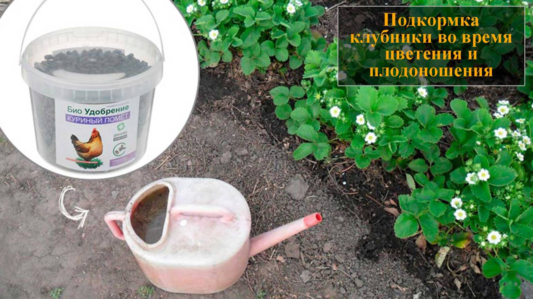 Подкормка клубники во время цветения и плодоношения смотреть онлайн