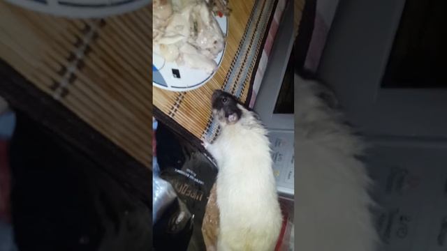 Копия видео Прыгун 3 смотреть онлайн
