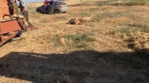 Гружу сена в тюках на камаз