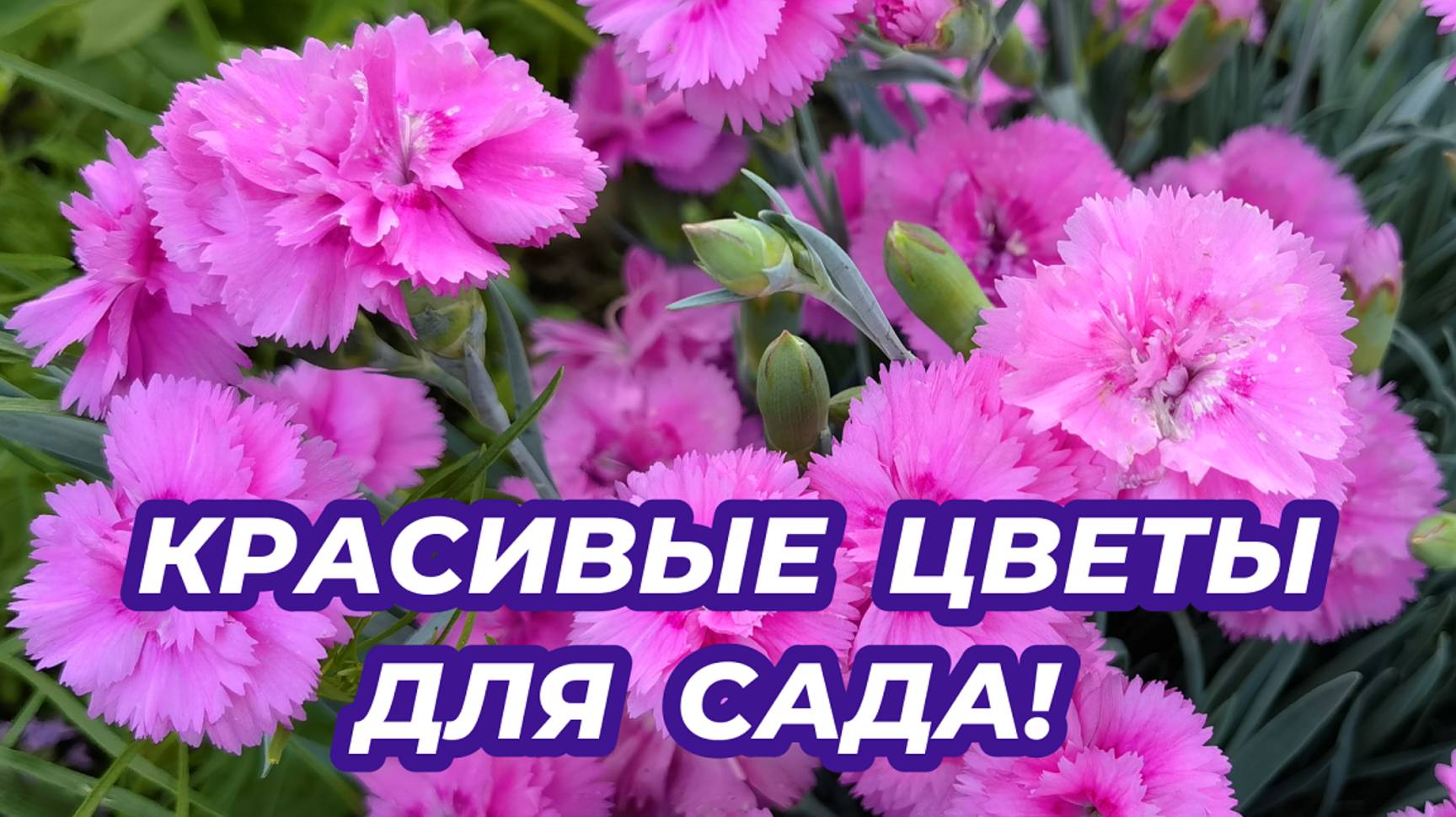Эти цветы стоит посадить в саду! Красивые и неприхотливые многолетники для сада смотреть онлайн