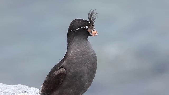 Crested Auklet FullHD JH1RNZ смотреть онлайн