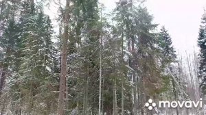 Трелёвка МтЗ-82.1 с лебёдкой