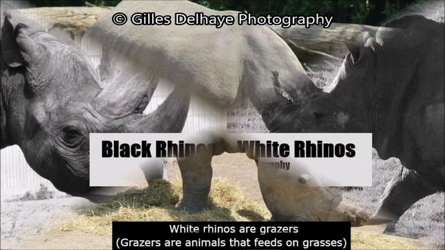Black Rhinoceros & White Rhinoceros - The Differences - G.Delhaye Photography смотреть онлайн