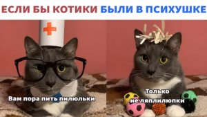 ЕСЛИ КОТИКИ БЫ...-ПРИКОЛЬНЫЕ СИТУАЦИИ В МИРЕ КОТОВ