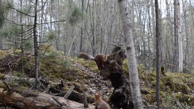 Белки - Squirrels. смотреть онлайн