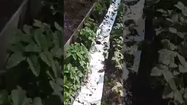 Как выращиваем садовую ягоду клубнику смотреть онлайн