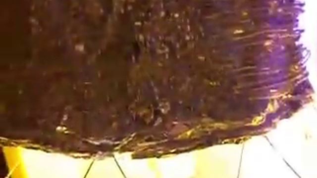 фитотрон для лиан