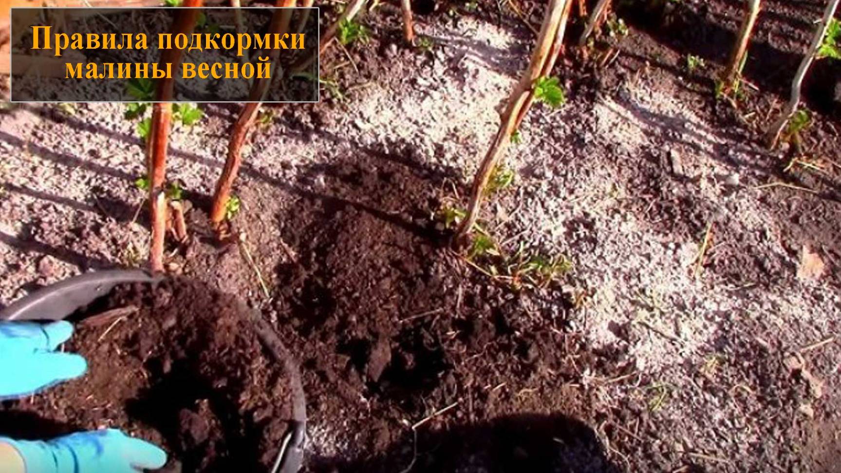 Подкормка малины весной смотреть онлайн