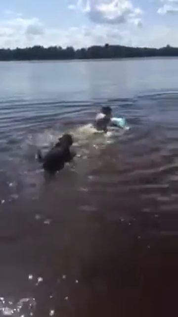 GREATEST SWISS ZENNENHUND DOGS 🐕 SWIMMING.Большой Швейцарский Зенненхуд .Собаки тоже любят плавать смотреть онлайн