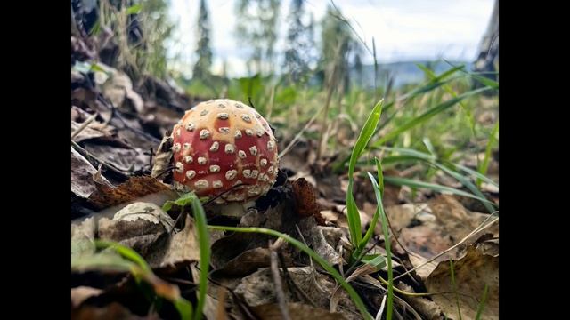 Ложится  туман  пушистым ковром - Мамонт