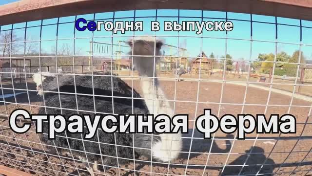 Страусиная ферма 2 часть. Парк Птиц Воробьи смотреть онлайн