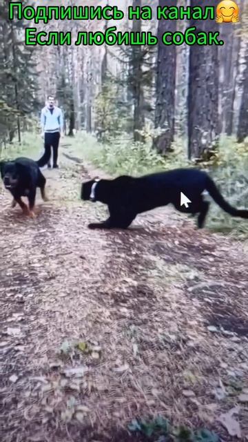 #shorts СОБАКИ.БОЙЦОВСКИЕ СОБАКИ.Собаки в лесу.Собаки играют.