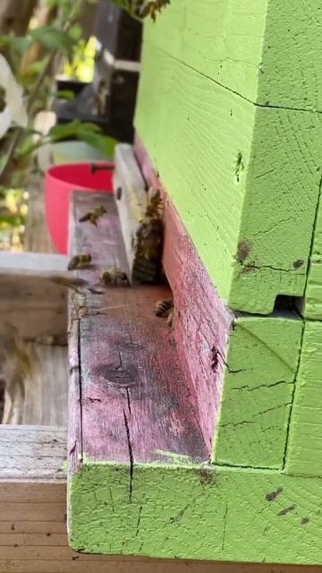 Пчёлки трудяги, как выглядит рабочая Пчела! Пчёлы несут нектар. #Пасека в Германии. смотреть онлайн