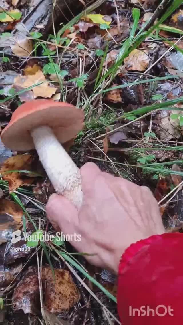 ГРИБЫ В ДОЖДЬ💦🍄 #сборгрибов #природа #лес#поехатьзагрибами смотреть онлайн