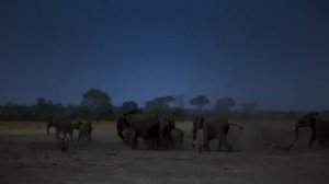 30 Безумных Битв Животных, Снятых на Камеру