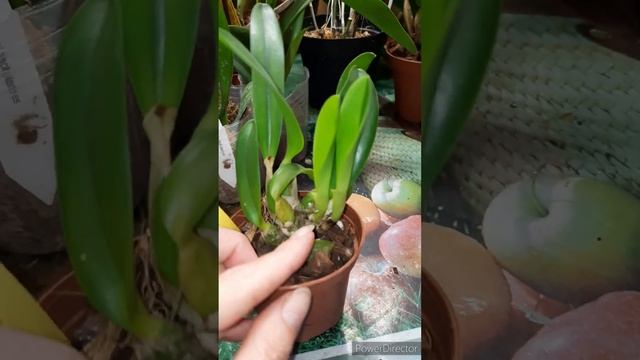 И снова орхоновинки!🥰 18 растений в коллекцию) смотреть онлайн
