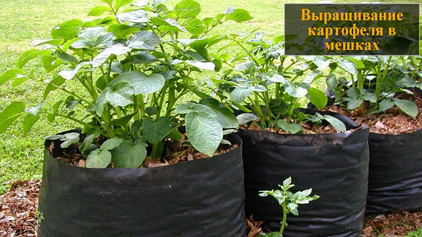 Выращивание картофеля в мешках смотреть онлайн