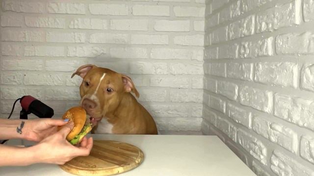 PIT BULL ATTACKS BURGER #pitbull #asmr #pitbullattacks смотреть онлайн
