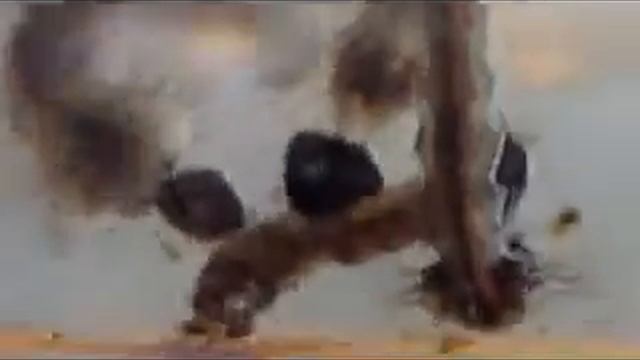cannibal mosquitoes смотреть онлайн