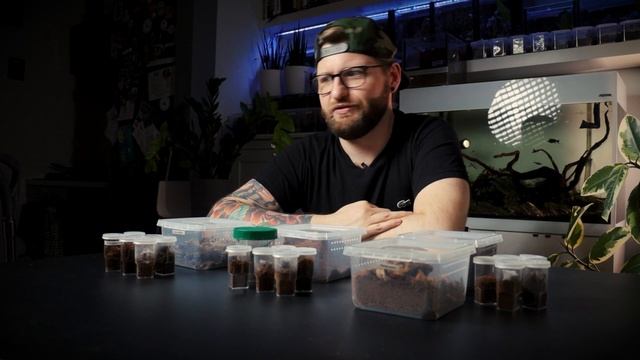 #57 Aktualizacja terrariów dla nadrzewniaków | ⚠️KONKURS⚠️ wygraj nawet 21 ptaszników! смотреть онлайн