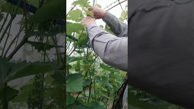выращивание винограда на севере московской области смотреть онлайн