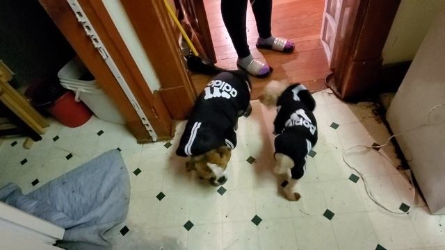 Bentley & BJ