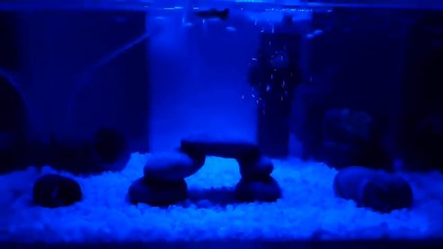 Fluval Edge Aquarium 2nd Generation - LED Moonlight