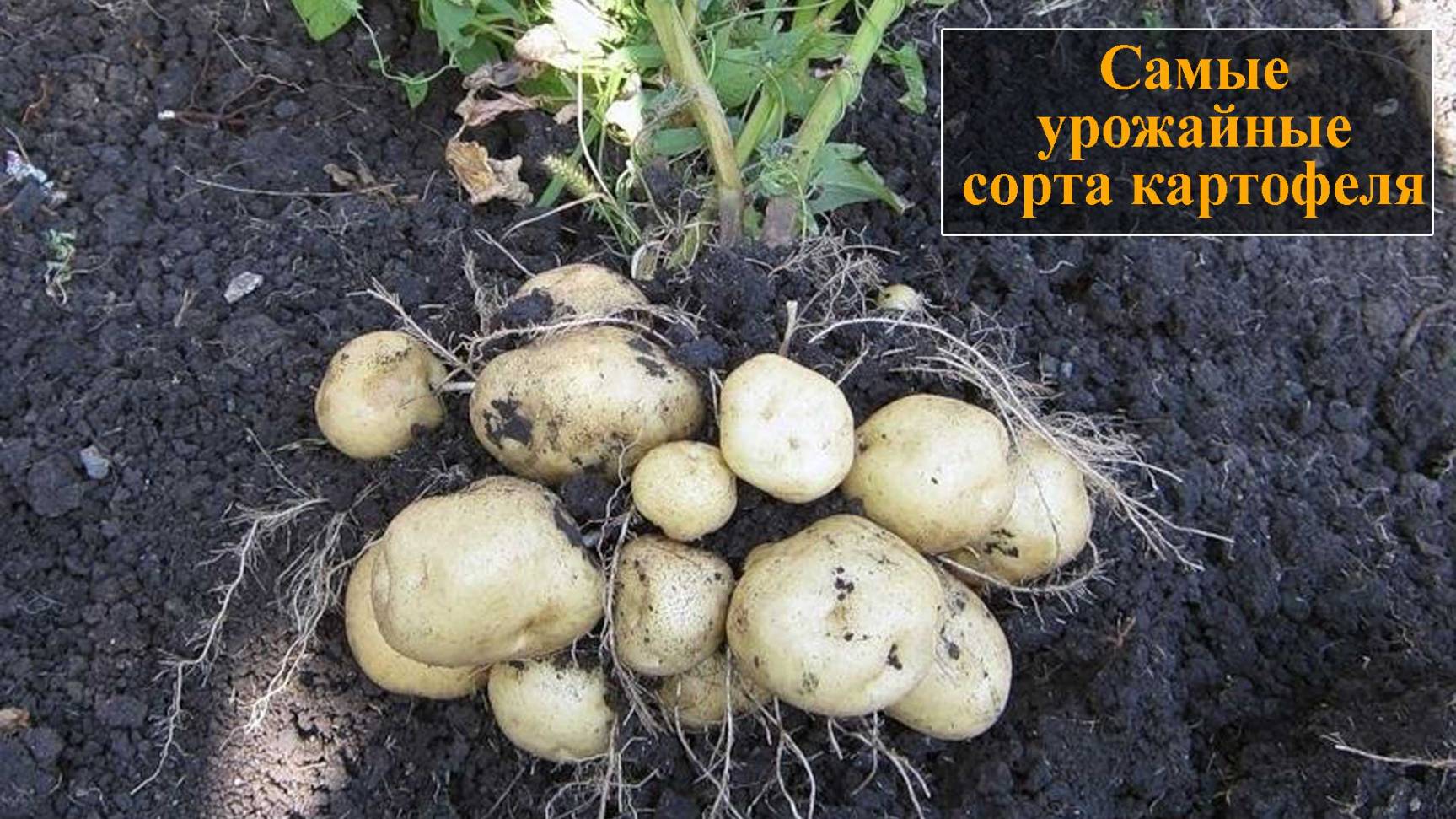 Самые урожайные сорта картофеля смотреть онлайн