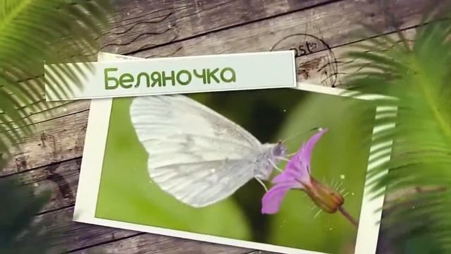 Слайдшоу 