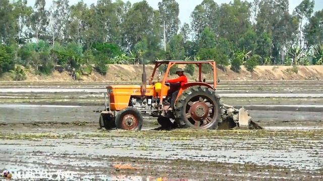 Nghe nói là tháp đầu Fiat 700 rồi, dân máy cày không biết con này dân máy cày dỏm kkk vui thôi смотреть онлайн