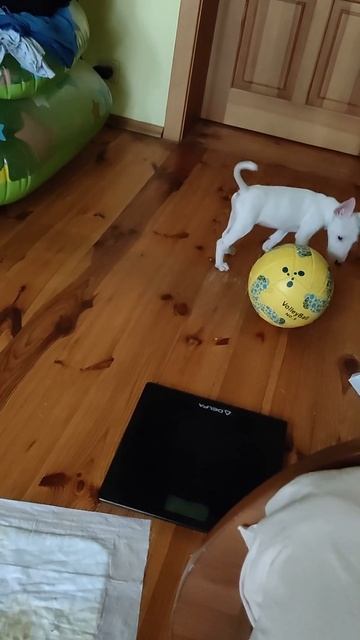 Bullterrier puppy vs the ball смотреть онлайн