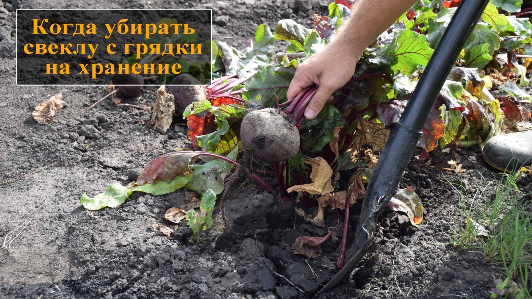 Когда убирать свеклу смотреть онлайн