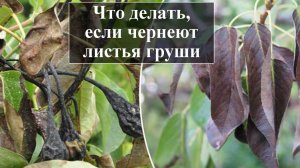 Чернеют листья на груше