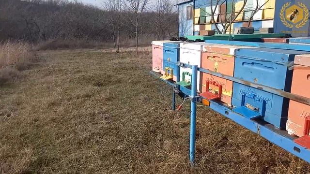 Зимний облёт пчёл смотреть онлайн