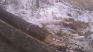 трелевка леса МТЗ с самодельная лебёдка от ВОМ