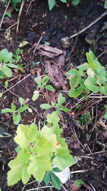 ijzerhard zaaien is een succes #ijzerhard #Verbenaofficinalis #verbena #renkumsbeekdal смотреть онлайн