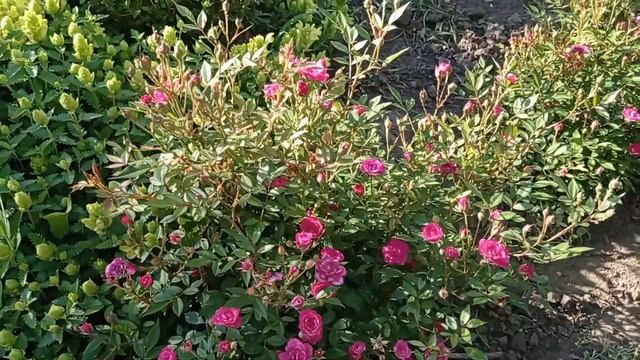 Шикарное цветение многолетних кустарников для вашего сада.