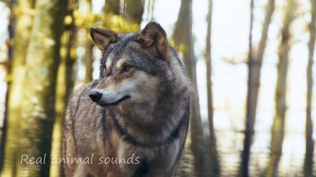 Natural Animal Sounds Rattlesnake, Black Swan, Bear, Gorilla, Gopher, Surikat, Owl, Peacock, Etc