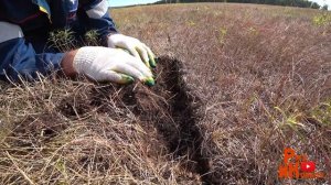 Зачем я так рискую... дикий опыт прямого посева, сеялка Дон 114