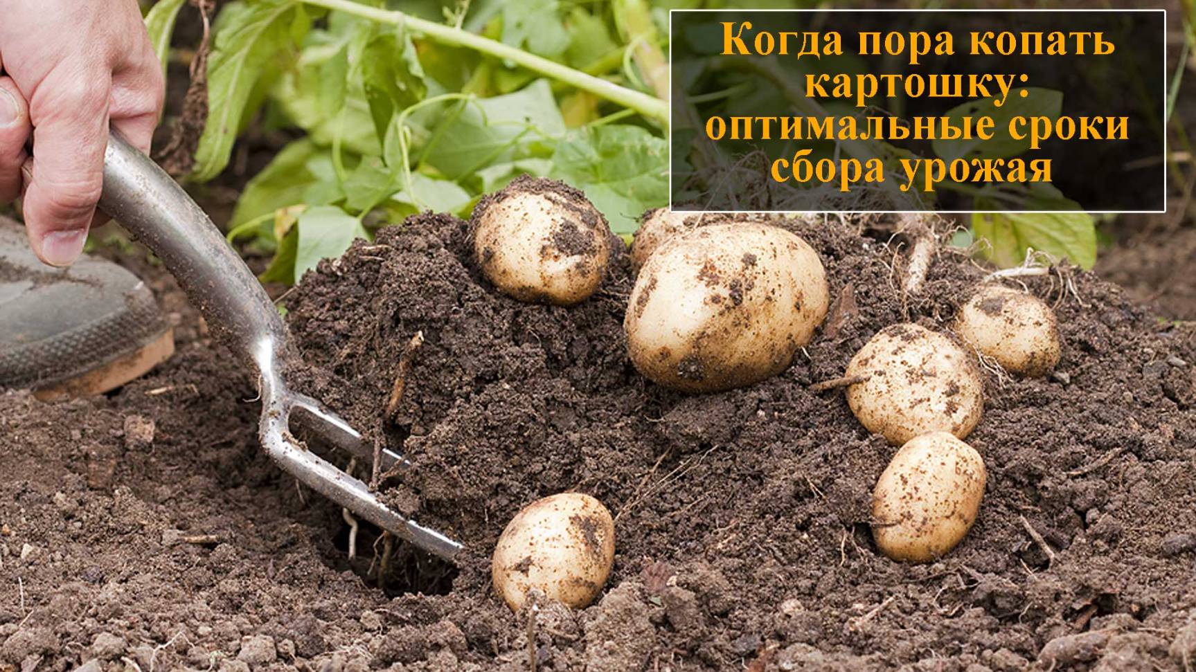 Когда копать картошку смотреть онлайн
