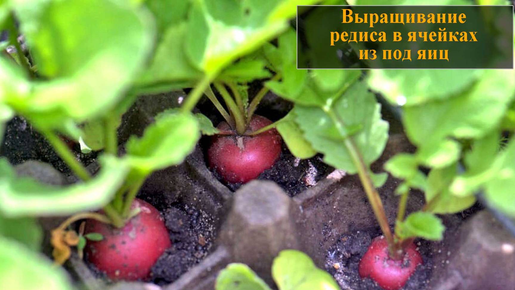 Выращивание редиса в ячейках из под яиц смотреть онлайн