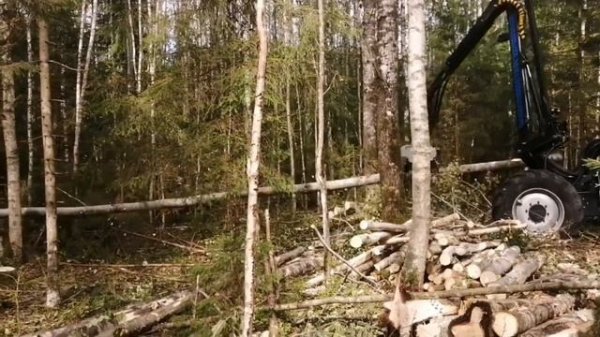 Харвестер и форвардер Vimek на рубке ухода. Как и для чего это делается. Прореживание. #vimek