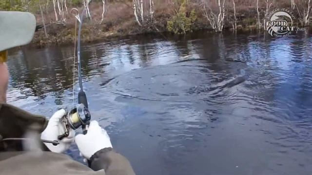 Papa Carlo jerkbait is at work смотреть онлайн