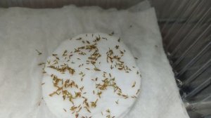 Проращивание Кортадерии/Пампасной травы из семян январь 2024