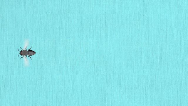 Игра для кошек, котов и котят! На экране муха бегает и летает для вашей кошки! смотреть онлайн