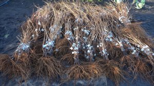 Ваши саженцы винограда.