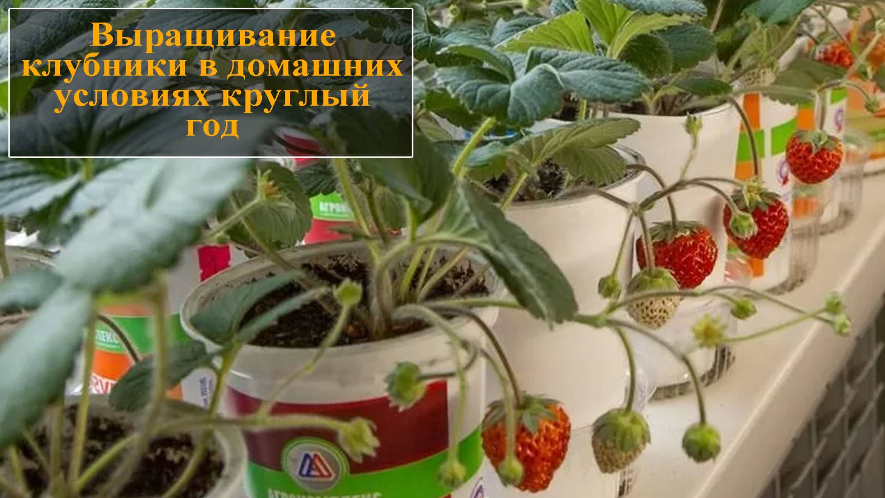 Выращивание клубники на подоконнике смотреть онлайн