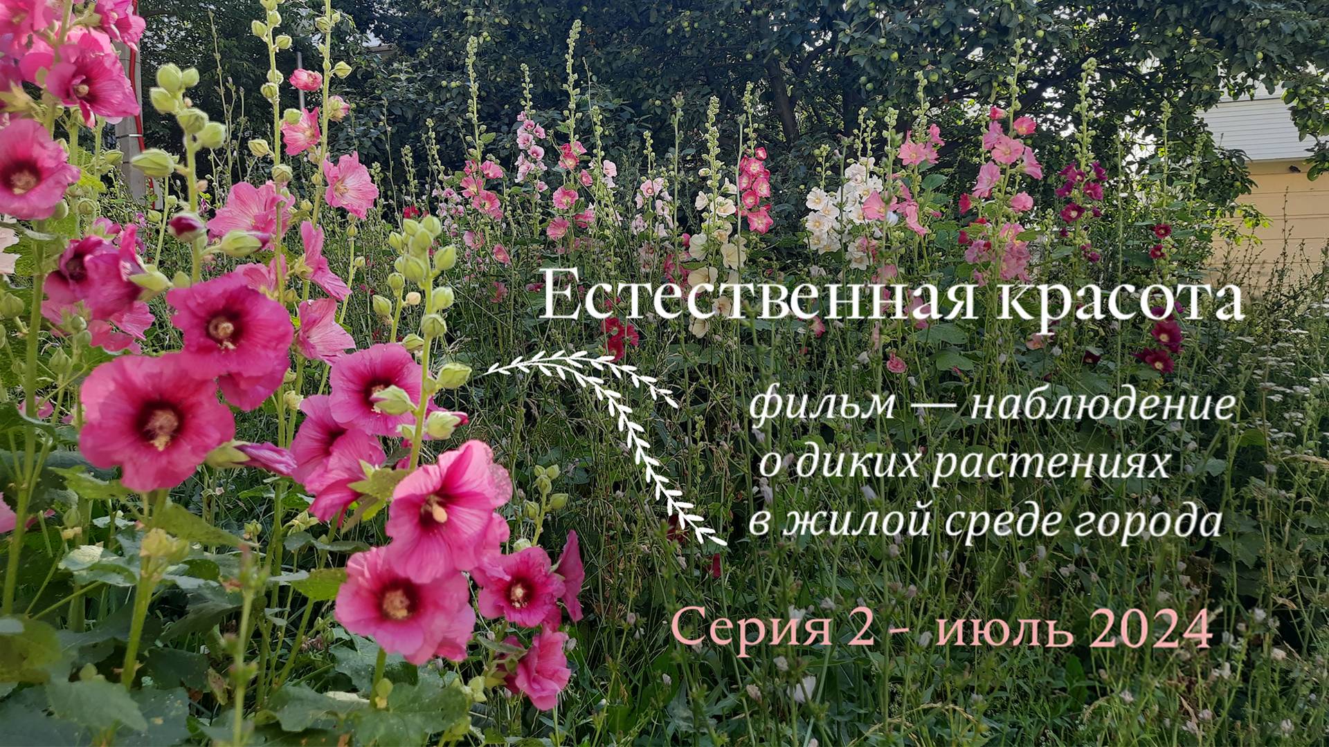 Естественная красота. Серия вторая. Июль. смотреть онлайн